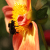 Bee and Flower Jigsaw
